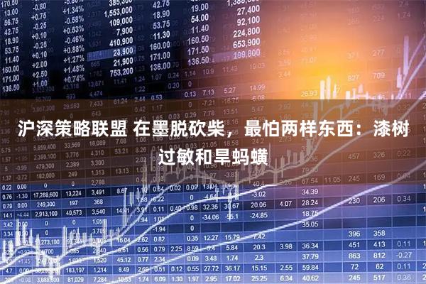 沪深策略联盟 在墨脱砍柴，最怕两样东西：漆树过敏和旱蚂蟥